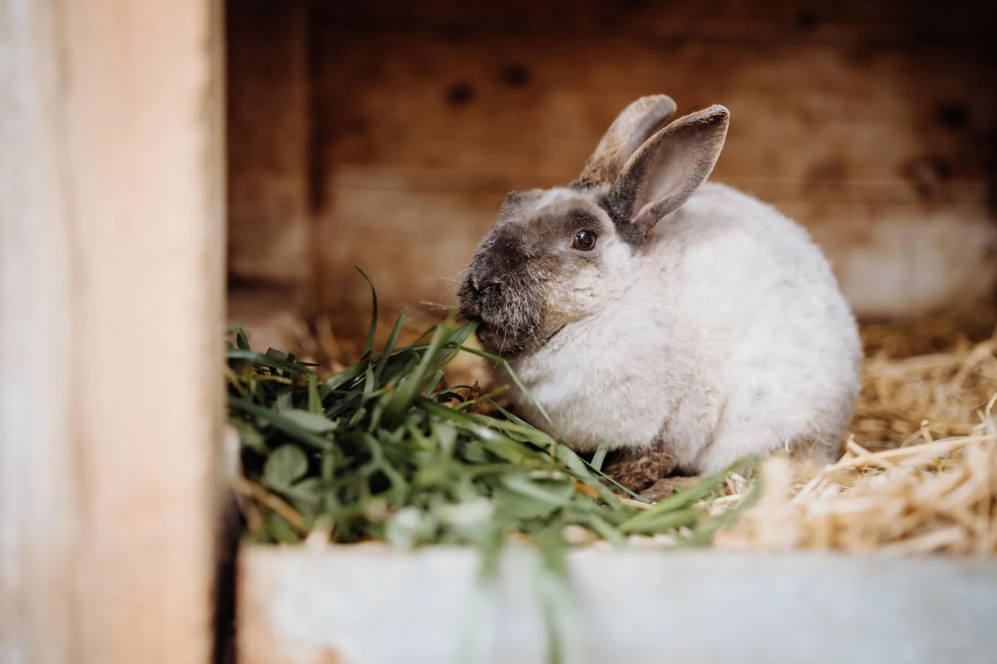 ein hase frisst gras am biohof ebengut
